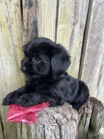 F Maltese/Shih Tzu, a female Maltese and Shih Tzu for sale in Greenville, NC – 2 of 4