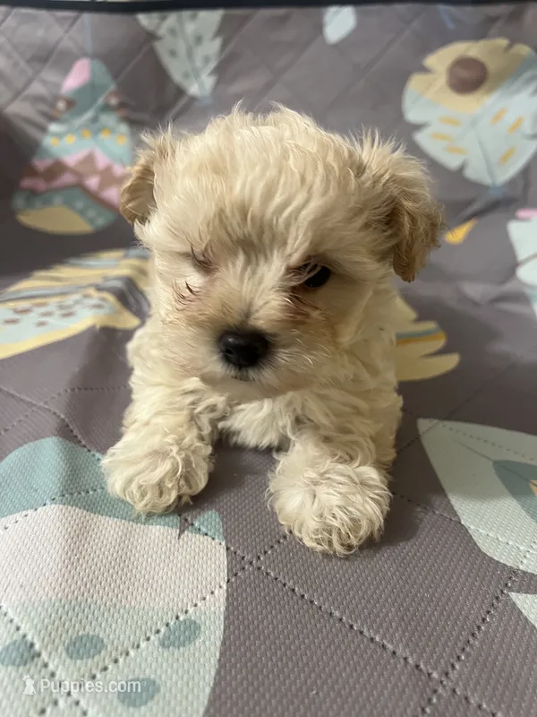 Cream – Maltipoo puppy for sale in Greenville, NC