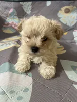 Cream, a female Maltipoo for sale in Greenville, NC – 1 of 1