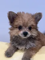 Yorkii Pom, a male Pomeranian and Yorkshire Terrier for sale in Greenville, NC – 2 of 4