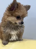 Yorkii Pom, a male Pomeranian and Yorkshire Terrier for sale in Greenville, NC – 3 of 4