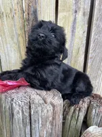 F Maltese/Shih Tzu, a female Maltese and Shih Tzu for sale in Greenville, NC – 3 of 4