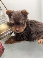 M Yorkii, a male Yorkshire Terrier for sale in Greenville, NC – 2 of 5