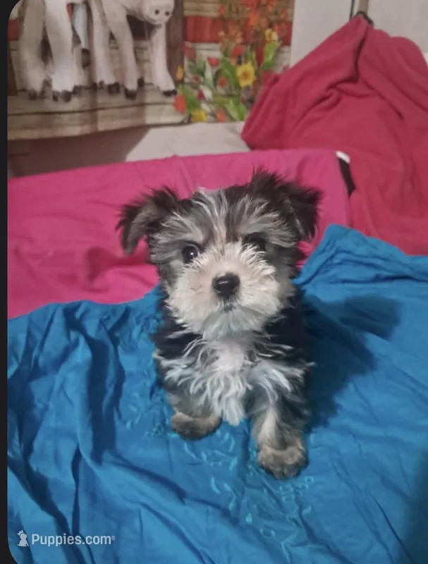 Morki – Morkie puppy for sale in Greenville, NC