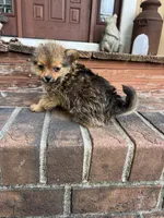 F Tcup yorkie/pom, a female Pomeranian and Yorkshire Terrier for sale in Greenville, NC – 2 of 3