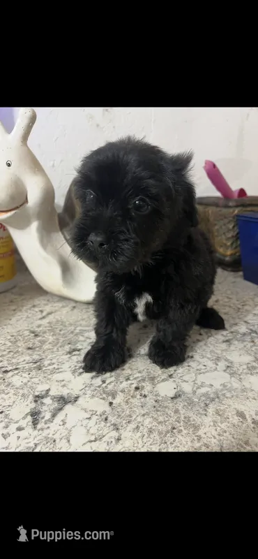 Blackie – Yorkipoo puppy for sale in Greenville, NC