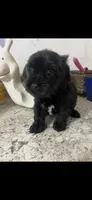 Blackie, a male Yorkipoo for sale in Greenville, NC – 1 of 3