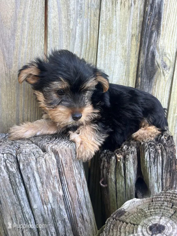 M Yorki – Yorkshire Terrier puppy for sale in Greenville, NC