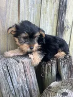 M Yorki, a male Yorkshire Terrier for sale in Greenville, NC – 1 of 3