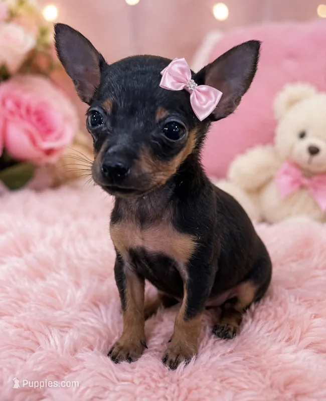 Teeny  – Rat Terrier puppy for sale in Greenville, NC