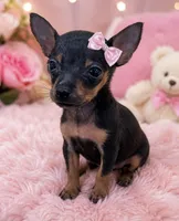 Teeny , a female Rat Terrier and Chihuahua for sale in Greenville, NC – 1 of 4