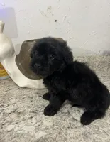 Blackie, a male Yorkipoo for sale in Greenville, NC – 2 of 3