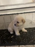 Teacup Male, a male Pomeranian and Yorkshire Terrier for sale in Greenville, NC – 3 of 3