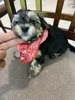 Yorkii/Shih Tzu, a female Shih Tzu and Yorkshire Terrier for sale in Greenville, NC – 3 of 3