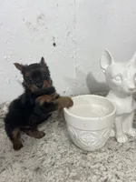 Yorki , a male Yorkshire Terrier for sale in Greenville, NC – 2 of 2