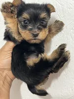 Female, Yorkshire terrier, a female Cocker Spaniel and Poodle - Miniature  for sale in Greenville, NC – 2 of 2