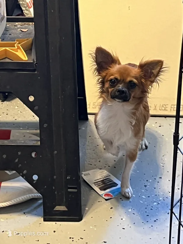 Cuddles – Chihuahua puppy for sale in Greenville, NC
