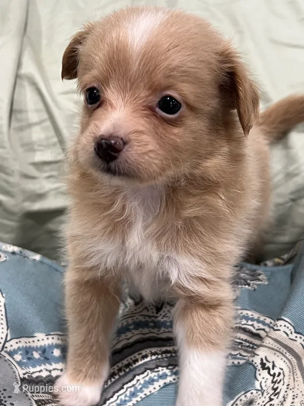 Gold Male palm/ – Maltese, Pomeranian puppy for sale in Greenville, NC