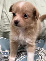 Gold Male palm/, a male Maltese and Pomeranian for sale in Greenville, NC – 1 of 3
