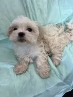 M malshi, a male Maltese and Shih Tzu for sale in Greenville, NC – 1 of 2