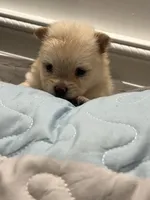 T cup Pom , a male Pomeranian for sale in Greenville, NC – 2 of 2