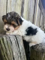 White Tcup yorkipom, a male Pomeranian and Yorkshire Terrier for sale in Greenville, NC – 2 of 3