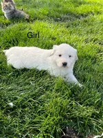 Virginia, a female Great Pyrenees for sale in Grangeville, ID – 6 of 9