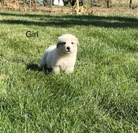 Virginia, a female Great Pyrenees for sale in Grangeville, ID – 5 of 9