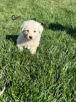 Virginia, a female Great Pyrenees for sale in Grangeville, ID – 2 of 9