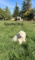 Virginia, a female Great Pyrenees for sale in Grangeville, ID – 9 of 9