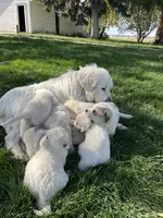 Virginia, a female Great Pyrenees for sale in Grangeville, ID – 3 of 9