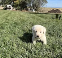Virginia, a female Great Pyrenees for sale in Grangeville, ID – 7 of 9
