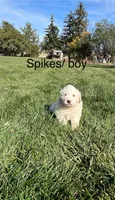Virginia, a female Great Pyrenees for sale in Grangeville, ID – 8 of 9