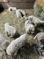 Charlee, a male Akbash and Great Pyrenees for sale in Grangeville, ID – 3 of 5