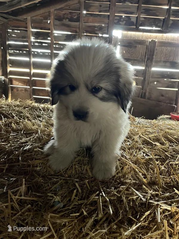 Charlee – Akbash, Great Pyrenees puppy for sale in Grangeville, ID