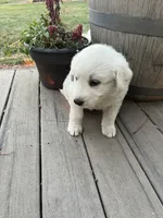 Charlee, a male Akbash and Great Pyrenees for sale in Grangeville, ID – 2 of 5