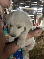 Charlee, a male Akbash and Great Pyrenees for sale in Grangeville, ID – 4 of 5