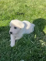 Virginia, a female Great Pyrenees for sale in Grangeville, ID – 4 of 9