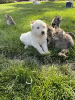 Virginia, a female Great Pyrenees for sale in Grangeville, ID – 1 of 9