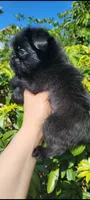 Kelvin, a male Brussels Griffon for sale in McDonough, GA – 3 of 3
