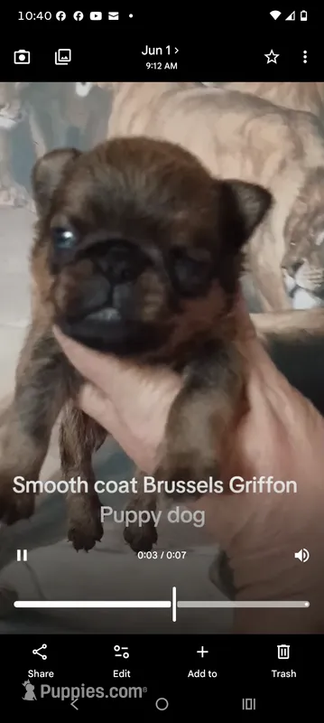 Red smooth male , a male Brussels Griffon for sale in McDonough, GA – 1 of 2