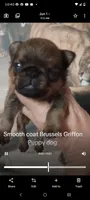 Red smooth male , a male Brussels Griffon for sale in McDonough, GA – 1 of 2