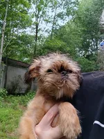 Pedro, a male Brussels Griffon for sale in McDonough, GA – 3 of 4