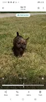 Pedro, a male Brussels Griffon for sale in McDonough, GA – 2 of 4