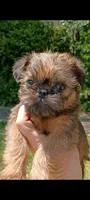 Pedro, a male Brussels Griffon for sale in McDonough, GA – 3 of 4
