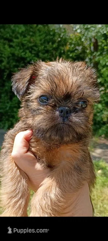 Pedro – Brussels Griffon puppy for sale in McDonough, GA