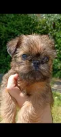 Pedro, a male Brussels Griffon for sale in McDonough, GA – 1 of 4