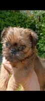 Pedro, a male Brussels Griffon for sale in McDonough, GA – 4 of 4