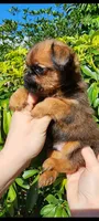 Kyle , a male Brussels Griffon for sale in McDonough, GA – 2 of 3