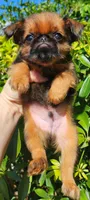 Kyle , a male Brussels Griffon for sale in McDonough, GA – 3 of 3